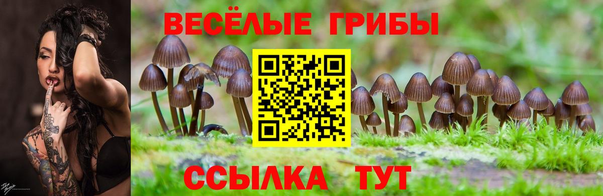 Псилоцибиновые грибы Psilocybe Калуга